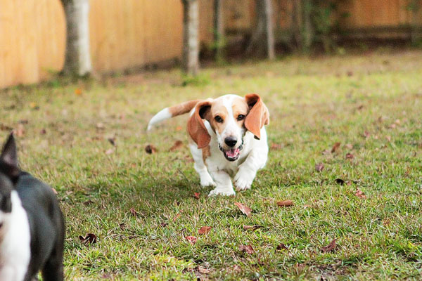 Louie the Lemon Basset Hound Puppy