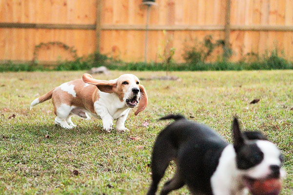 Louie the Lemon Basset Hound Puppy