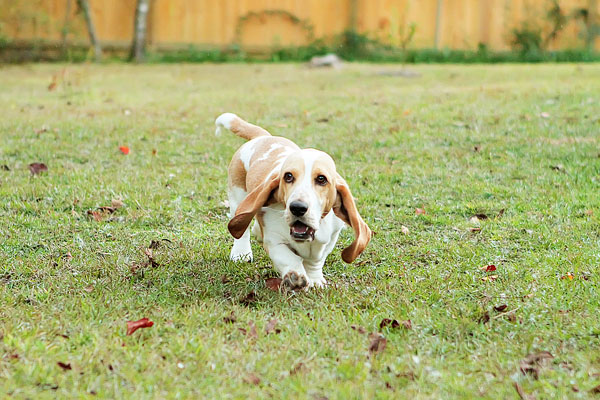 Louie the Lemon Basset Hound Puppy