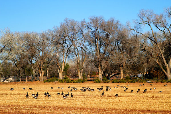 Los Poblanos Ranch | Albuquerque, New Mexico