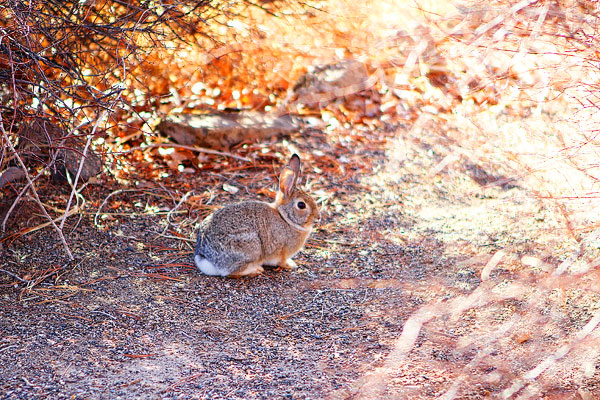 Los Poblanos Ranch | Albuquerque, New Mexico