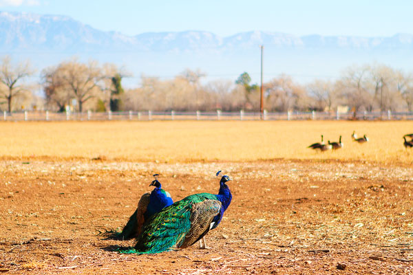 Los Poblanos Ranch | Albuquerque, New Mexico