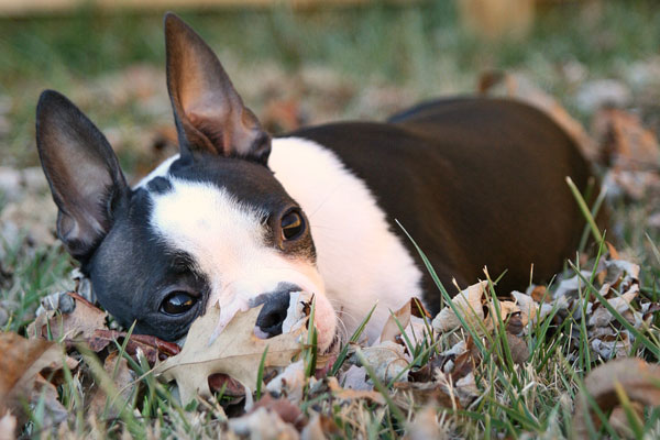 Image of a Boston Terrier Laying in the Grass