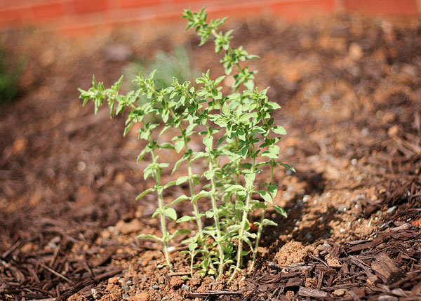 Image of a Garden Herb