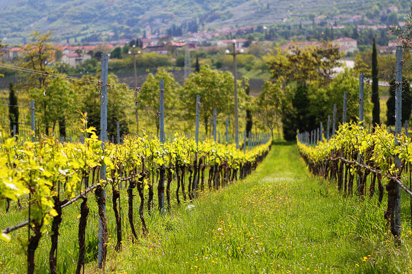 Redoro Olive Oil Orchard and Vineyard in Verona Italy