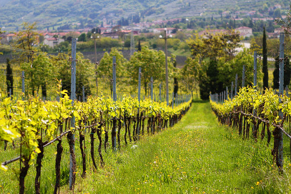 Redoro Olive Oil Orchard and Vineyard in Verona Italy