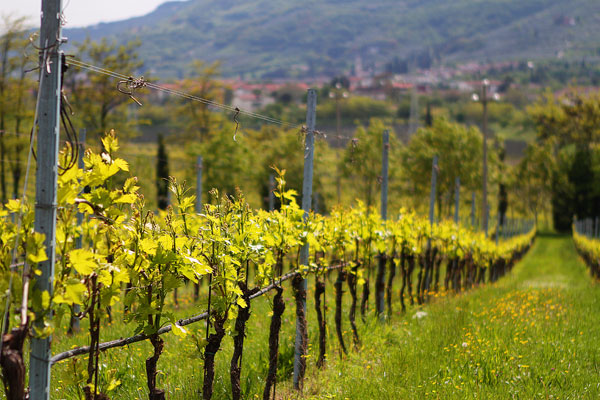 Redoro Olive Oil Orchard and Vineyard in Verona Italy