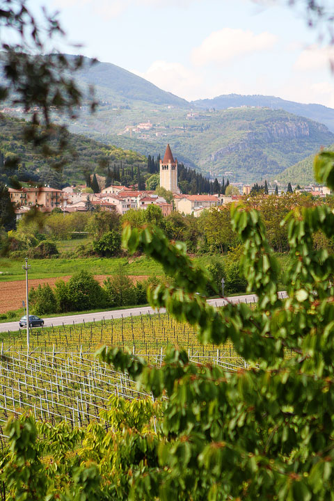 Redoro Olive Oil Orchard and Vineyard in Verona Italy