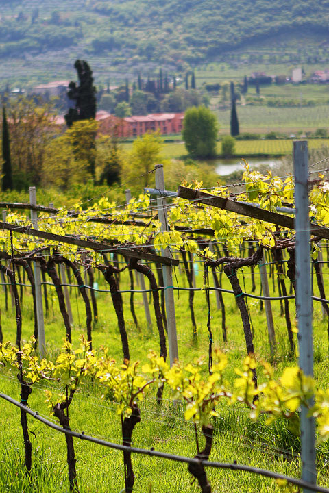 Redoro Olive Oil Orchard and Vineyard in Verona Italy