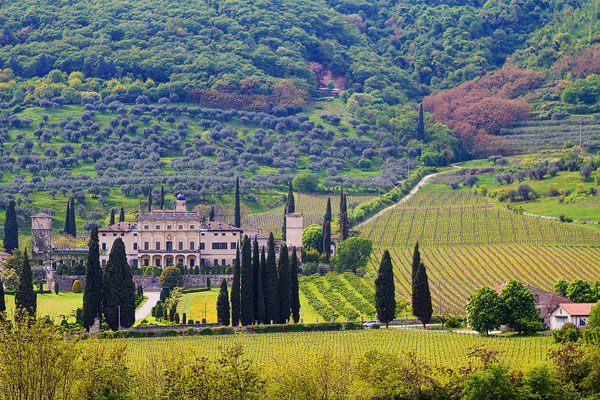 Redoro Olive Oil Orchard and Vineyard in Verona Italy