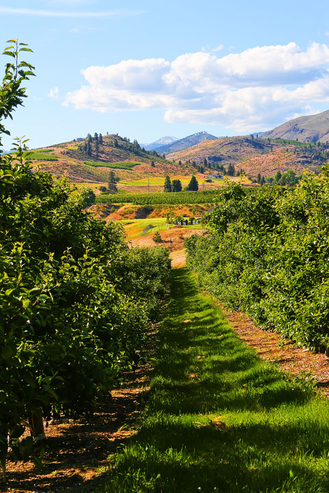 Benson Vineyards on Lake Chelan, Washington State