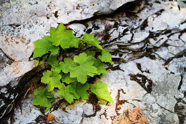 Walls of Jericho Hiking Trail, Alabama