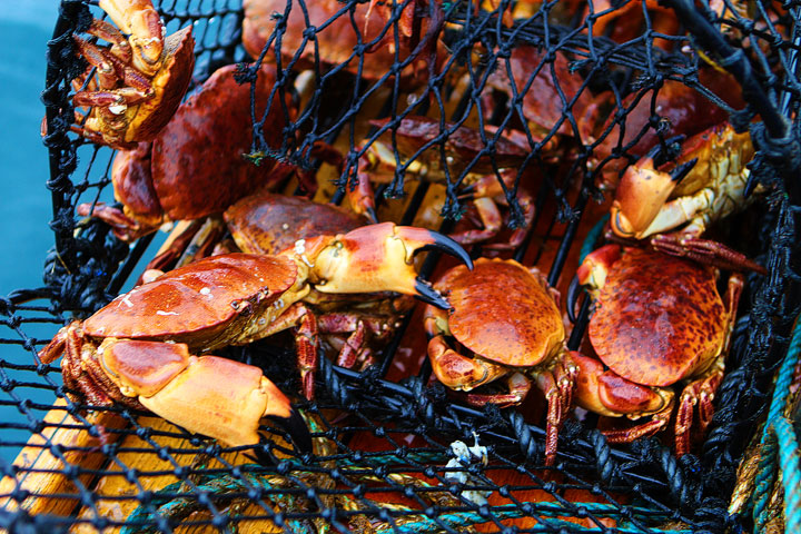 Crab and Mackerel Safari with Everts Sjöbod in Grebbestad