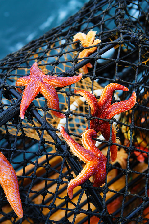 Crab and Mackerel Safari with Everts Sjöbod in Grebbestad