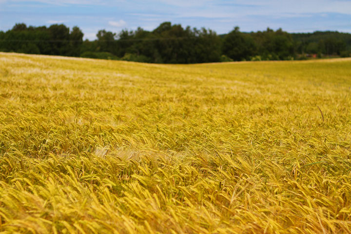 Biking Adventure in Osterlen | Discovering Sweden's Beautiful Countryside