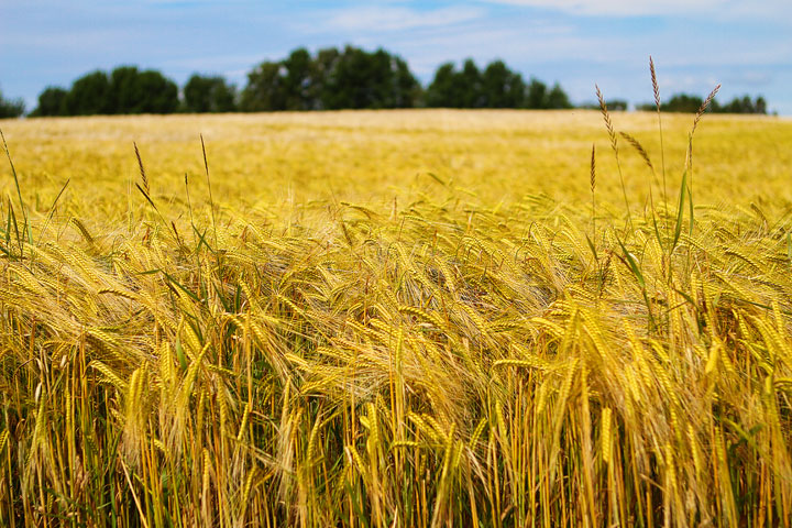 Biking Adventure in Osterlen | Discovering Sweden's Beautiful Countryside