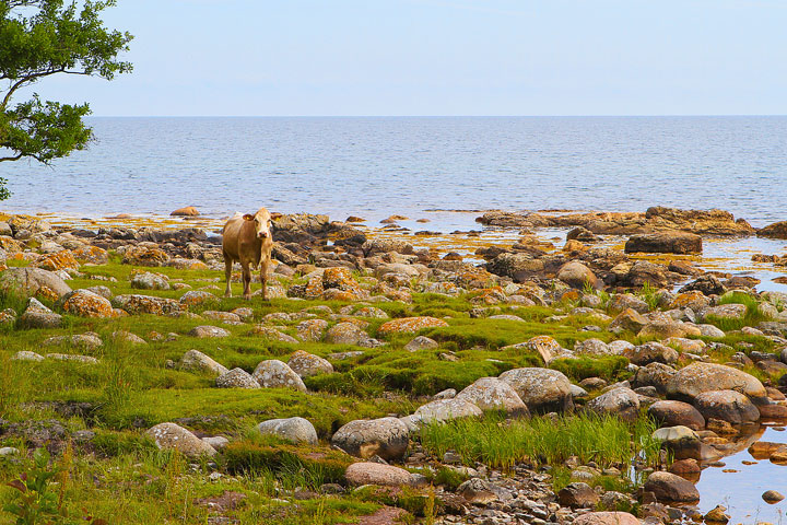 Biking Adventure in Osterlen | Discovering Sweden's Beautiful Countryside