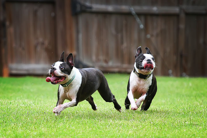 Miley & Howie, the Boston Terrier Puppies