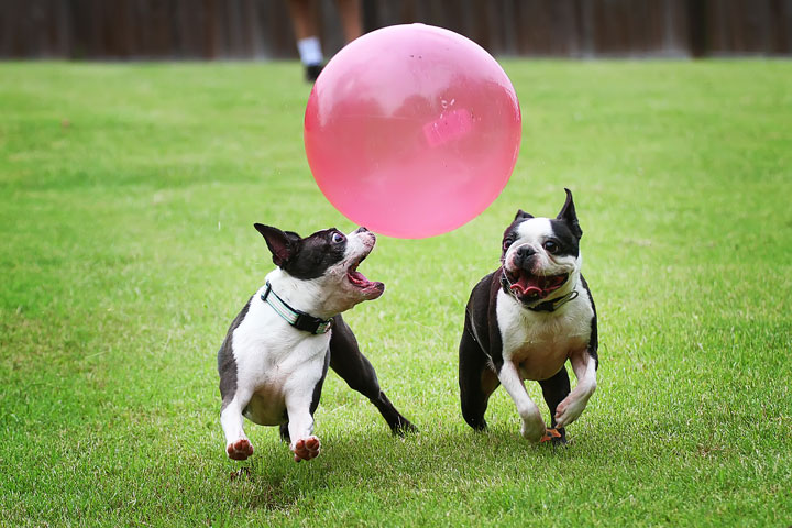 Miley & Howie, the Boston Terrier Puppies