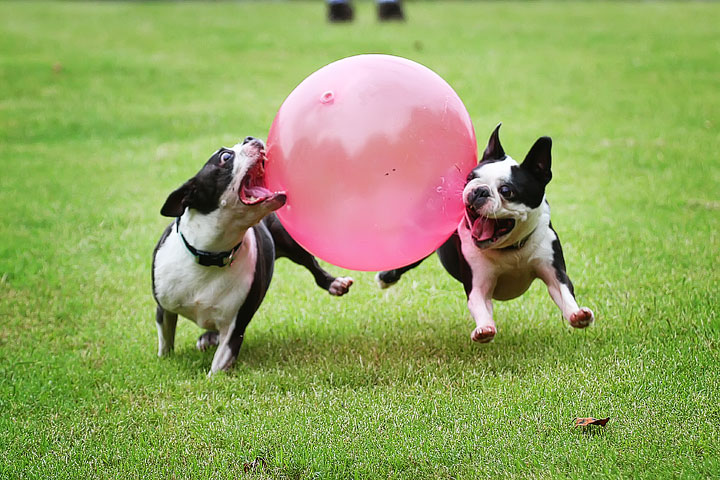 Miley & Howie, the Boston Terrier Puppies