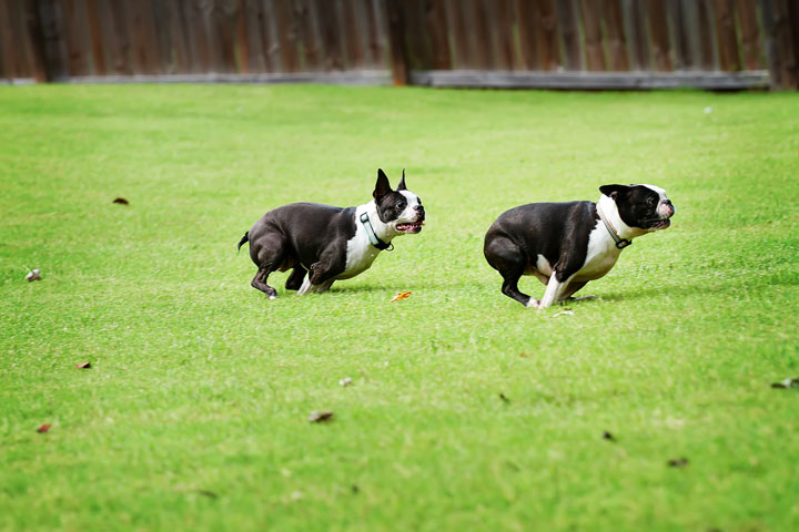 Miley & Howie, the Boston Terrier Puppies