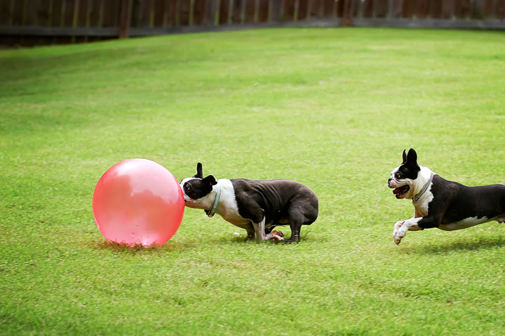 Miley & Howie, the Boston Terrier Puppies