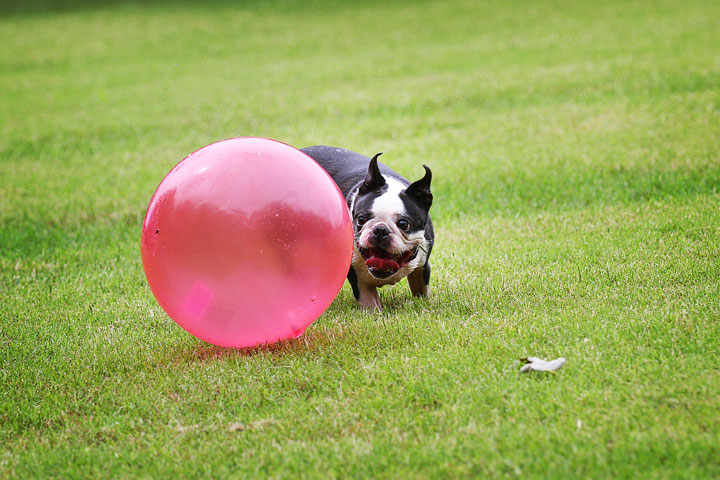 Miley & Howie, the Boston Terrier Puppies