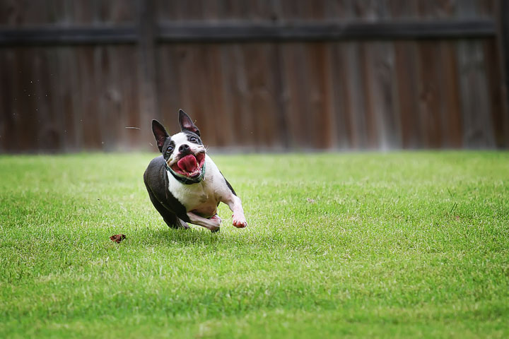 Miley & Howie, the Boston Terrier Puppies