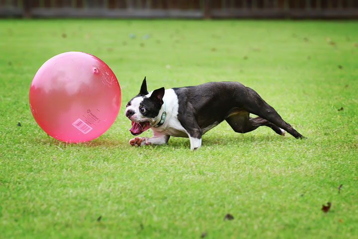 Miley & Howie, the Boston Terrier Puppies