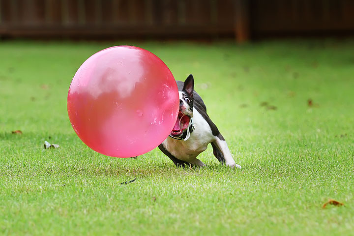 Miley & Howie, the Boston Terrier Puppies