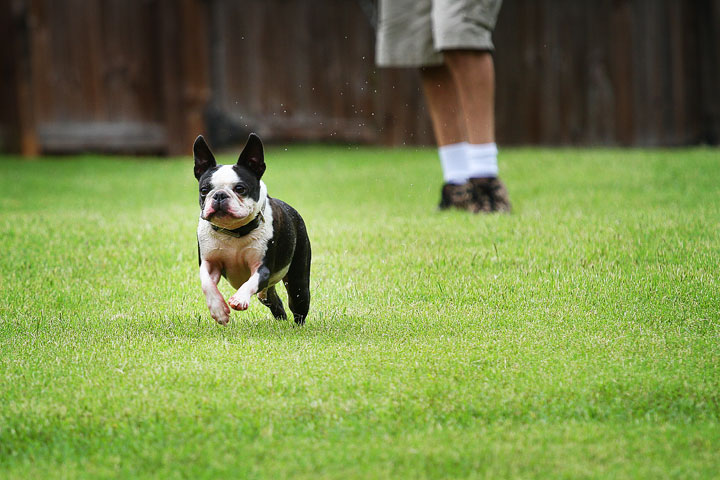 Miley & Howie, the Boston Terrier Puppies