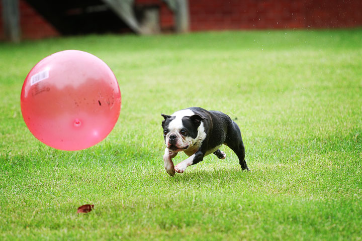 Miley & Howie, the Boston Terrier Puppies