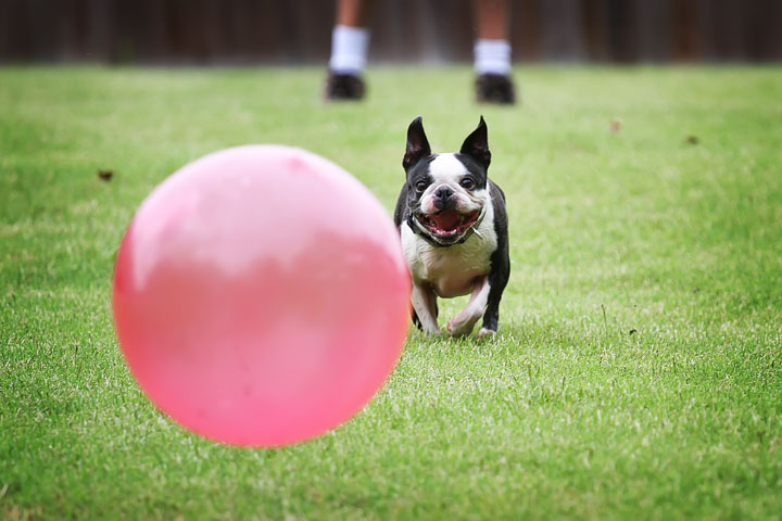 Miley & Howie, the Boston Terrier Puppies