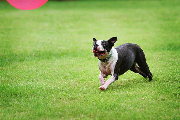 Miley & Howie, the Boston Terrier Puppies