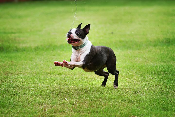 Miley & Howie, the Boston Terrier Puppies