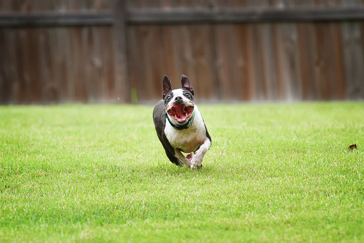 Miley & Howie, the Boston Terrier Puppies