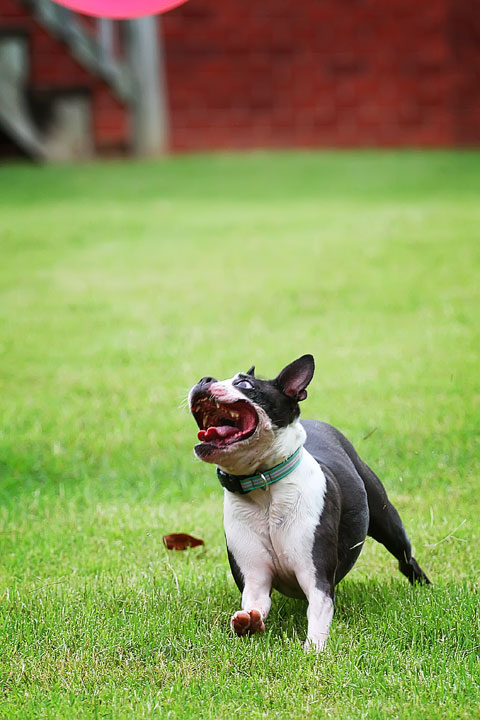 Miley & Howie, the Boston Terrier Puppies