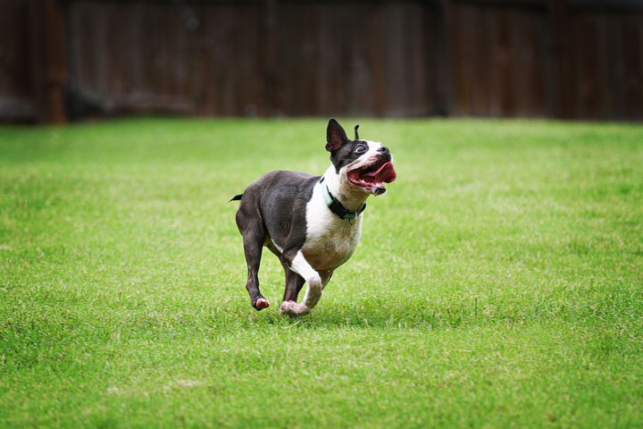 Miley & Howie, the Boston Terrier Puppies