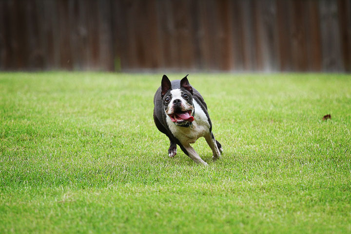 Miley & Howie, the Boston Terrier Puppies