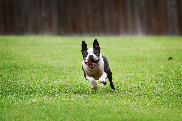 Miley & Howie, the Boston Terrier Puppies