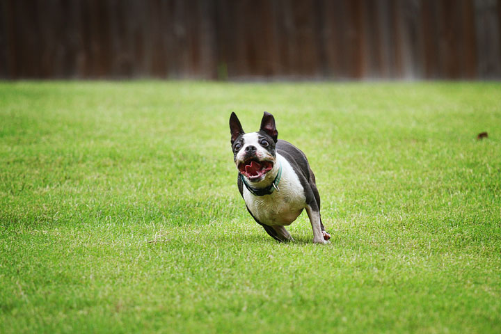 Miley & Howie, the Boston Terrier Puppies