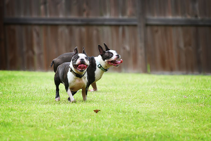 Miley & Howie, the Boston Terrier Puppies