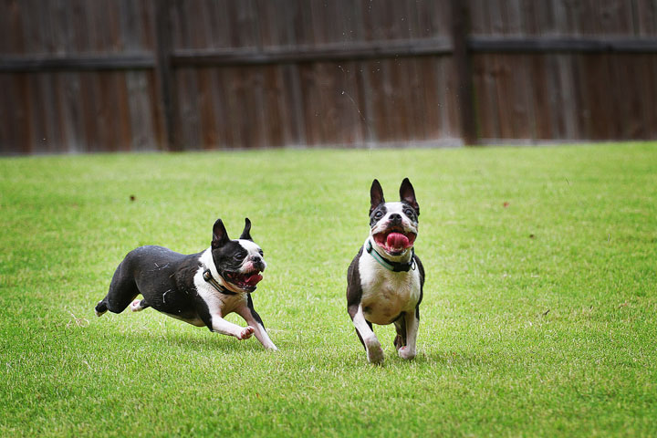 Miley & Howie, the Boston Terrier Puppies