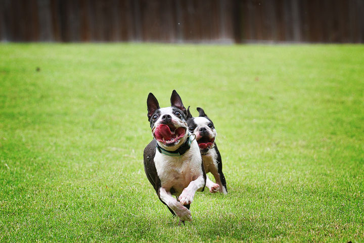 Miley & Howie, the Boston Terrier Puppies