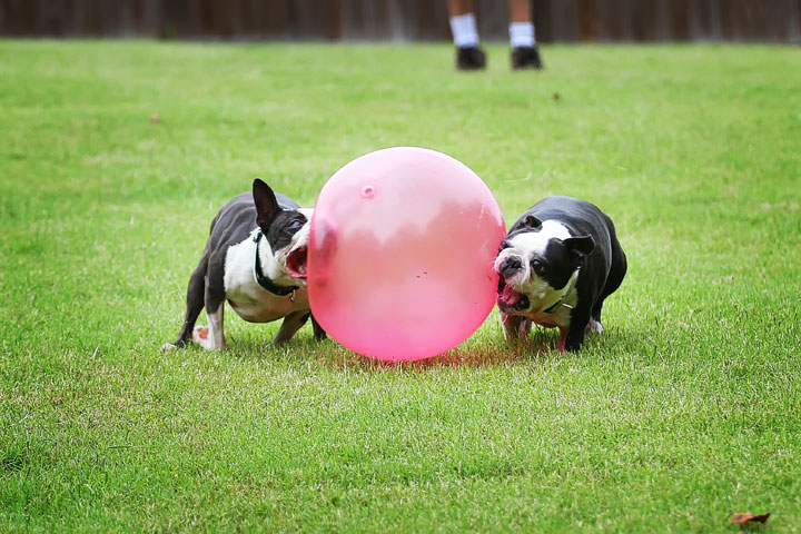 Miley & Howie, the Boston Terrier Puppies