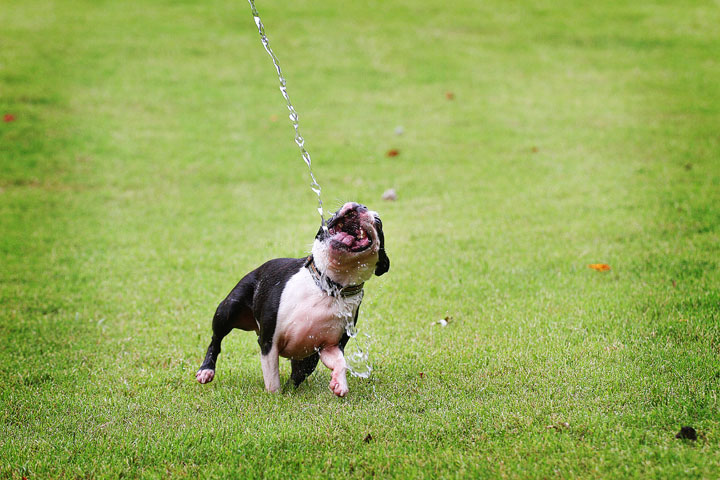 Miley & Howie, the Boston Terrier Puppies