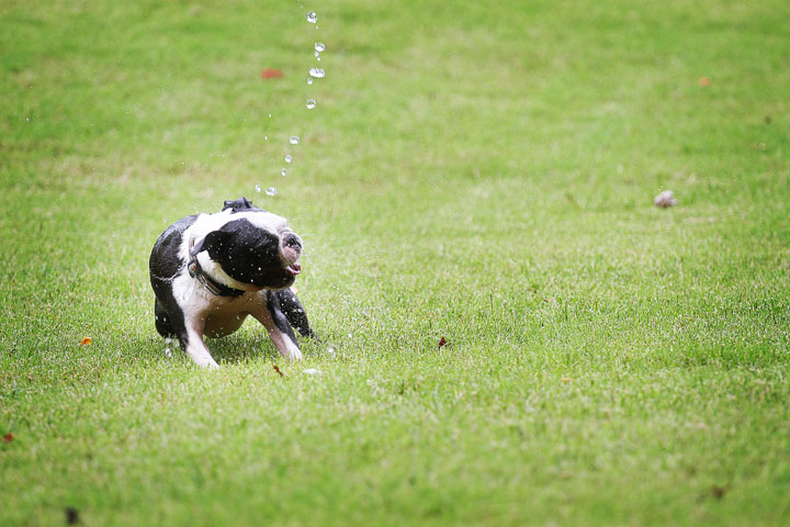 Miley & Howie, the Boston Terrier Puppies