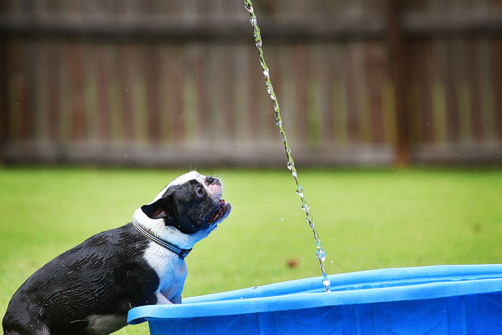 Miley & Howie, the Boston Terrier Puppies