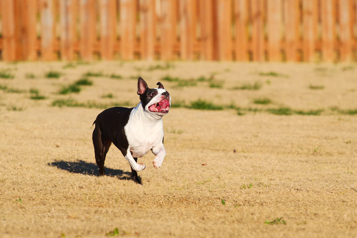 Make It or Miss It? Guess whether this Boston Terrier catches the frisbee! kevinandamanda.com