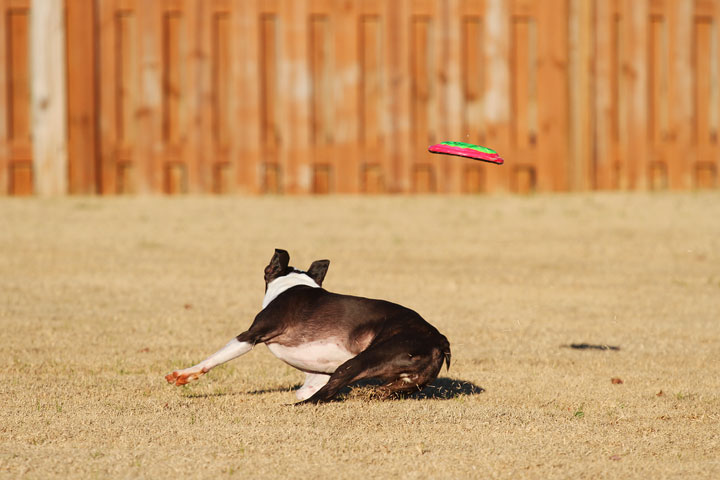 Make It or Miss It? Guess whether this Boston Terrier catches the frisbee! kevinandamanda.com